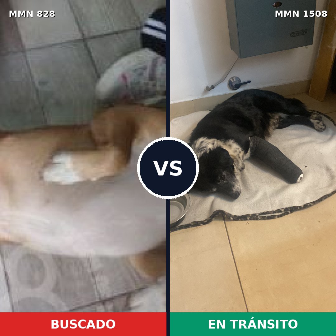 Comparativa MMS 27473: mascota perdida y mascota encontrada, 78% de similitud