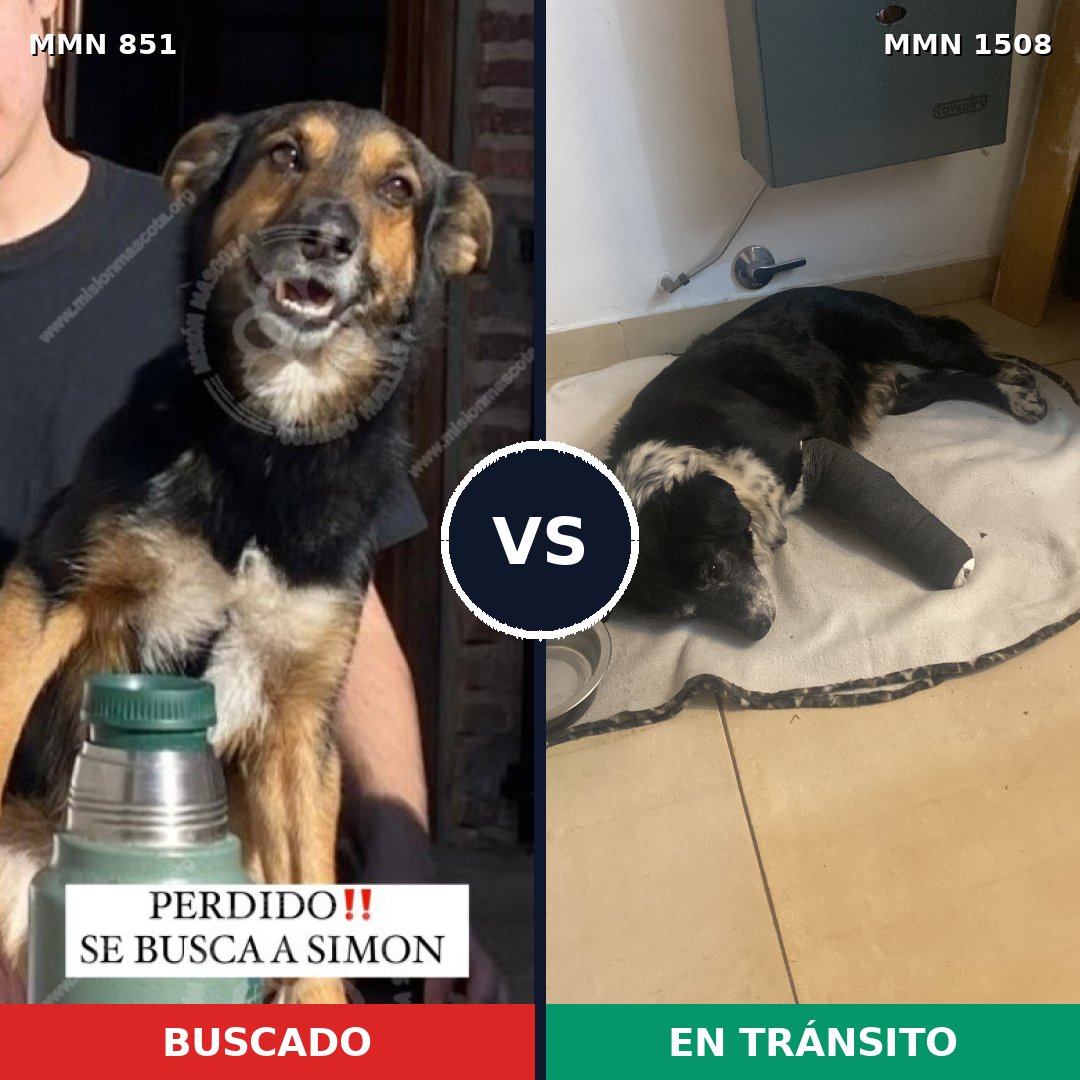Comparativa MMS 27474: mascota perdida y mascota encontrada, 87% de similitud