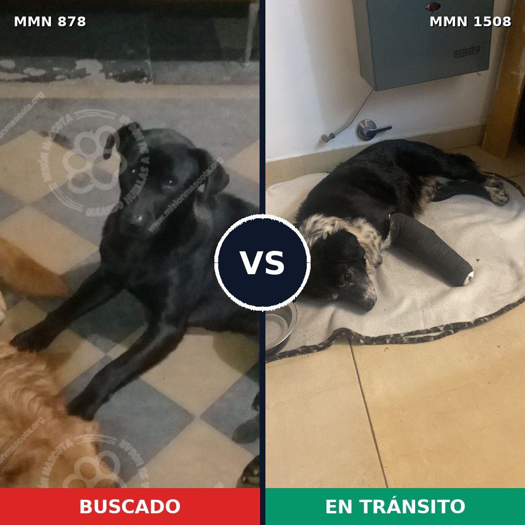 Comparativa MMS 27477: mascota perdida y mascota encontrada, 59% de similitud