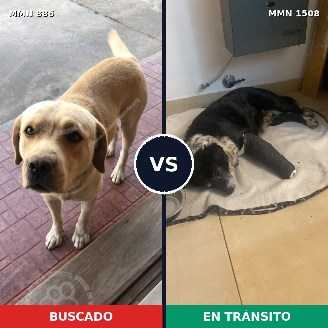 Comparativa MMS 27478: mascota perdida y mascota encontrada, 41% de similitud
