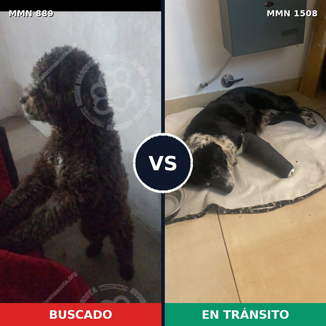 Comparativa MMS 27479: mascota perdida y mascota encontrada, 52% de similitud