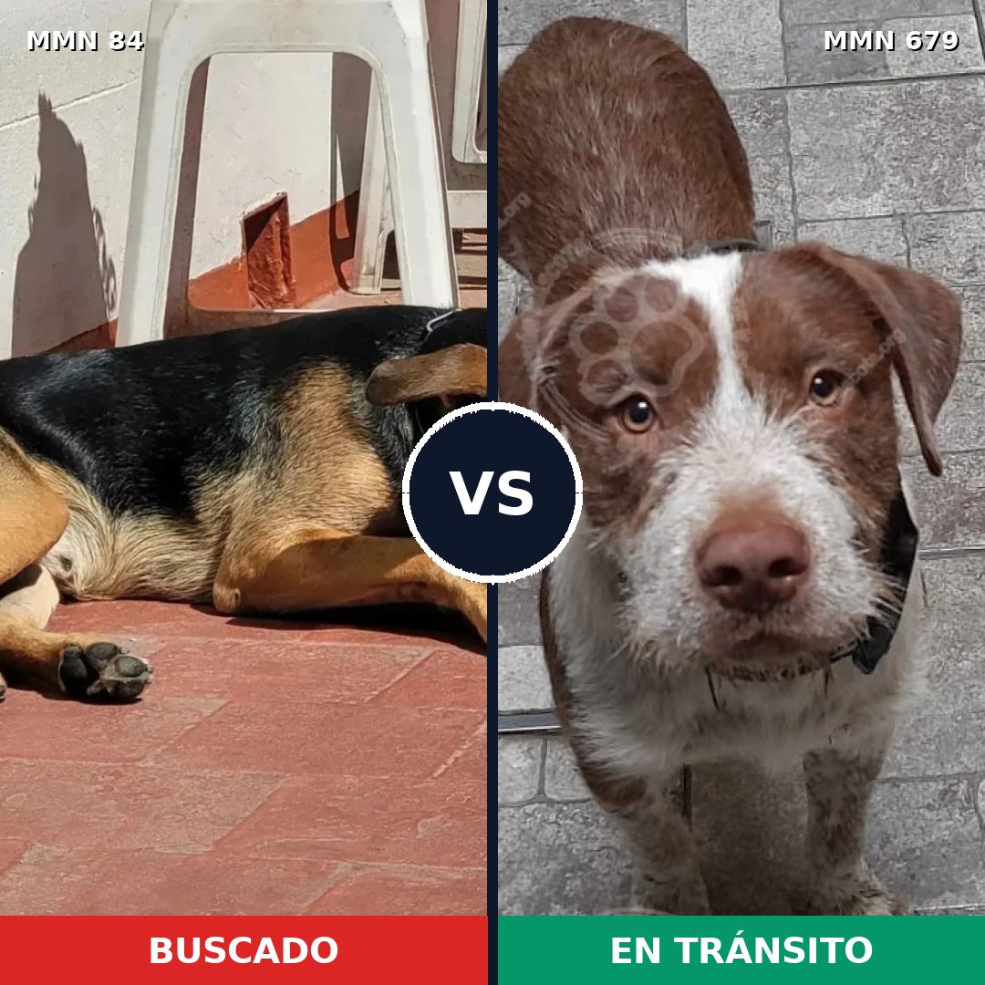 Comparativa MMS 2748: mascota perdida y mascota encontrada, 71% de similitud