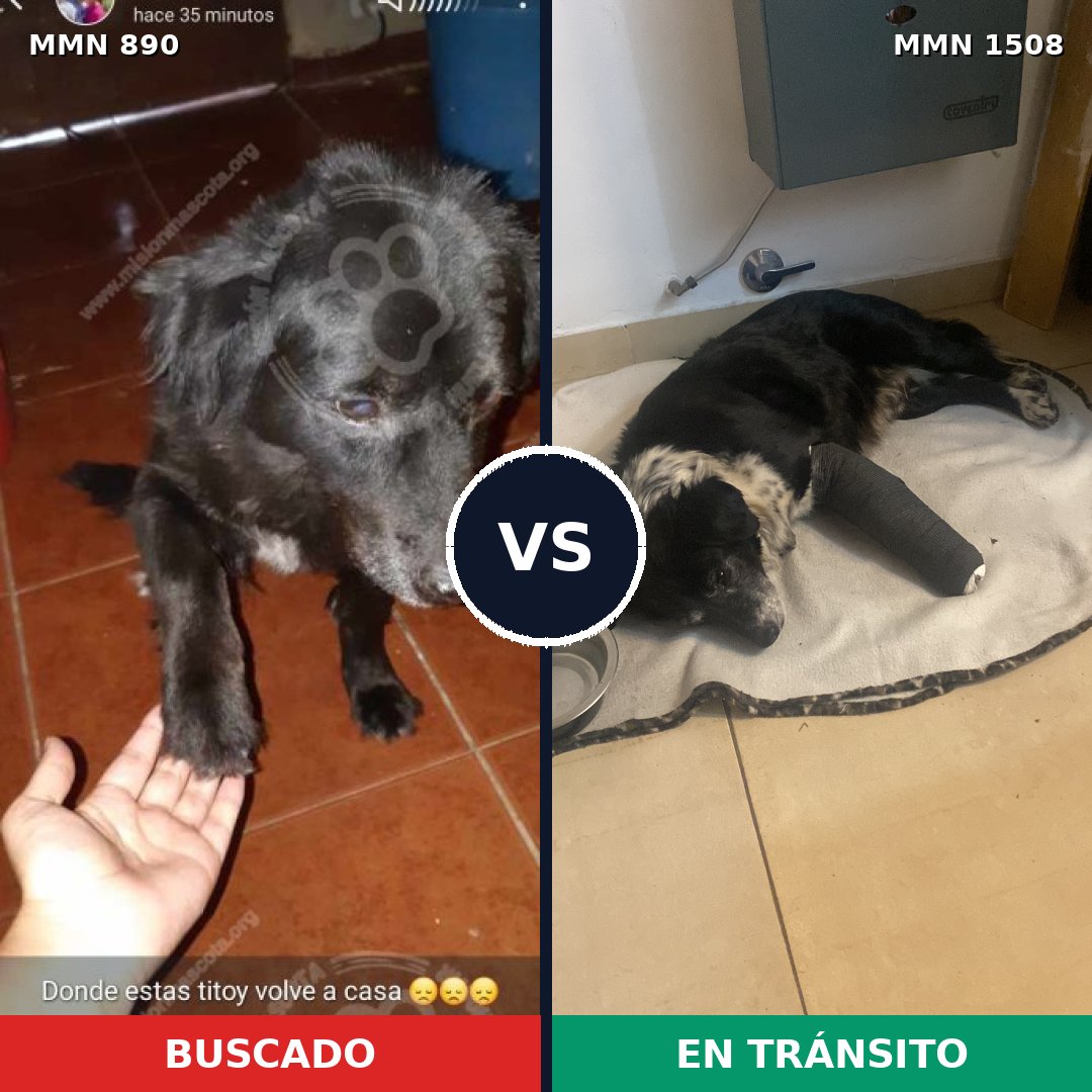 Comparativa MMS 27480: mascota perdida y mascota encontrada, 54% de similitud