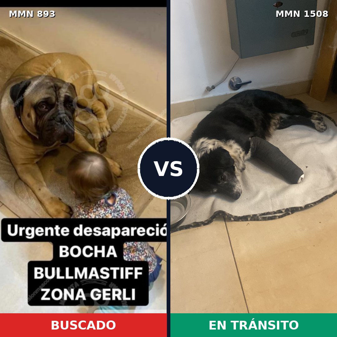 Comparativa MMS 27481: mascota perdida y mascota encontrada, 29% de similitud