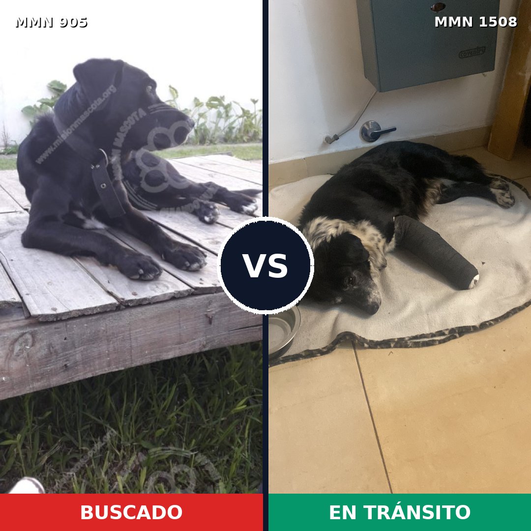 Comparativa MMS 27482: mascota perdida y mascota encontrada, 92% de similitud