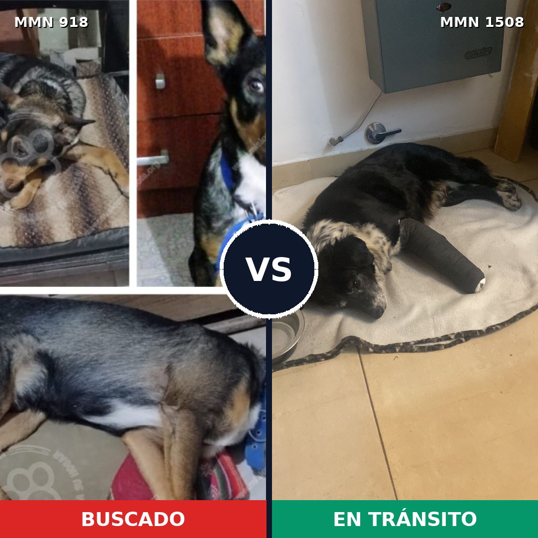 Comparativa MMS 27484: mascota perdida y mascota encontrada, 44% de similitud