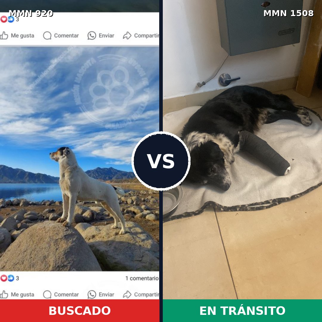Comparativa MMS 27486: mascota perdida y mascota encontrada, 30% de similitud