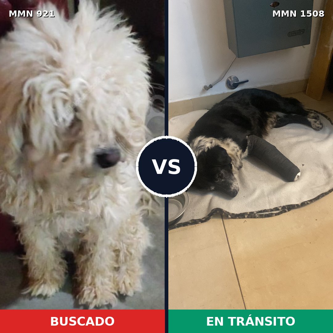 Comparativa MMS 27487: mascota perdida y mascota encontrada, 41% de similitud