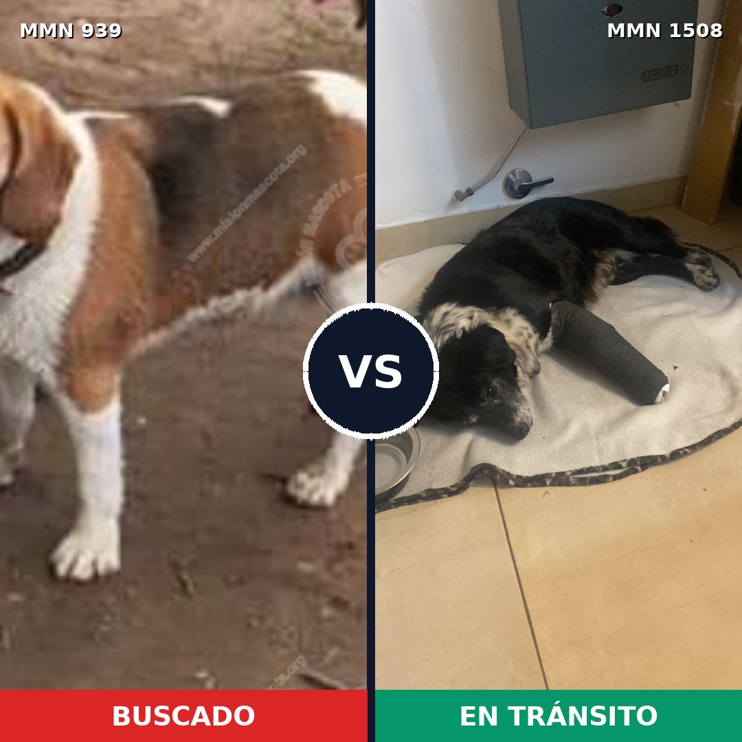 Comparativa MMS 27488: mascota perdida y mascota encontrada, 48% de similitud