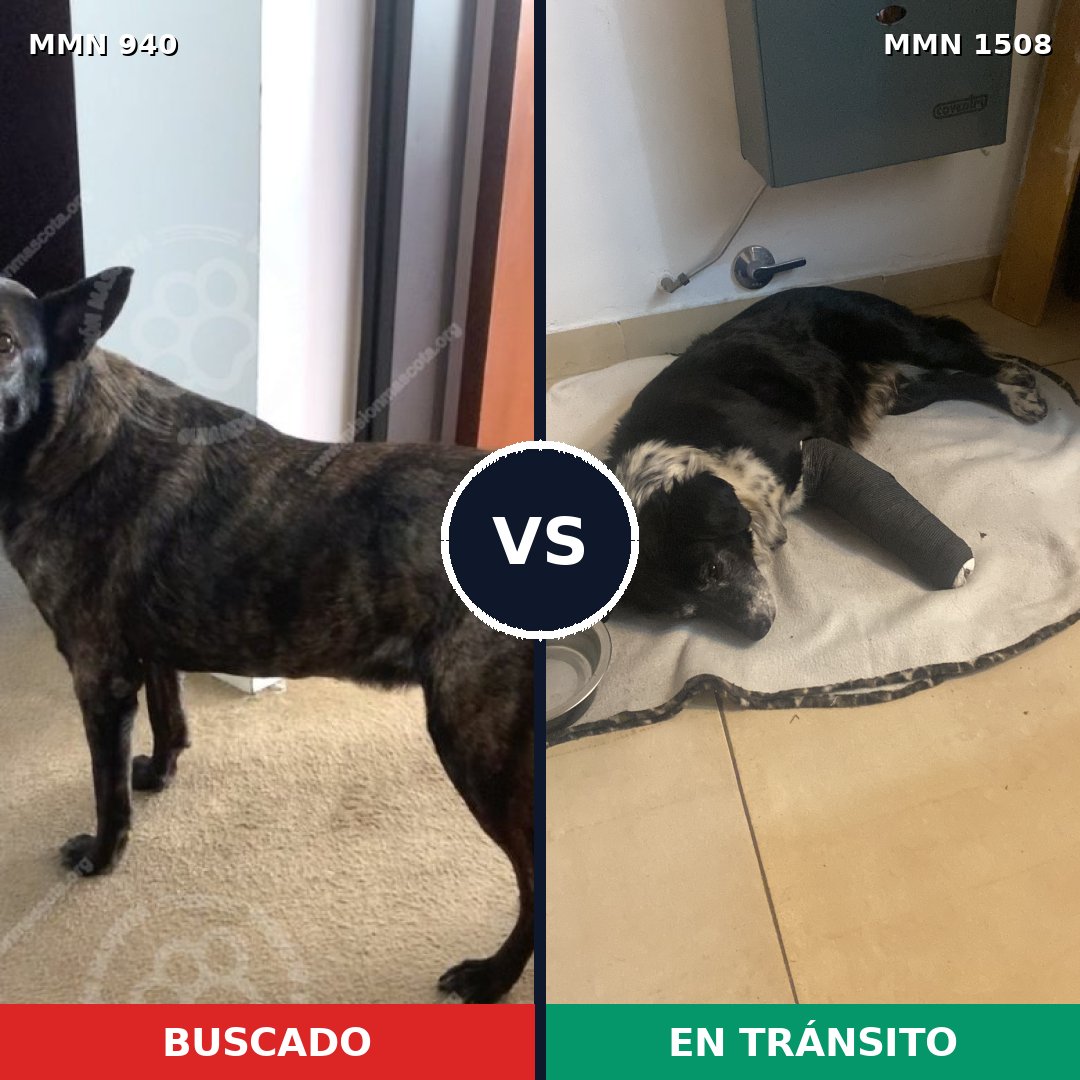 Comparativa MMS 27489: mascota perdida y mascota encontrada, 52% de similitud