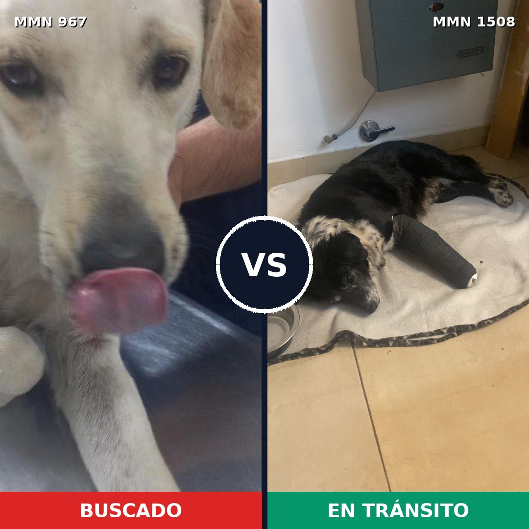Comparativa MMS 27492: mascota perdida y mascota encontrada, 63% de similitud