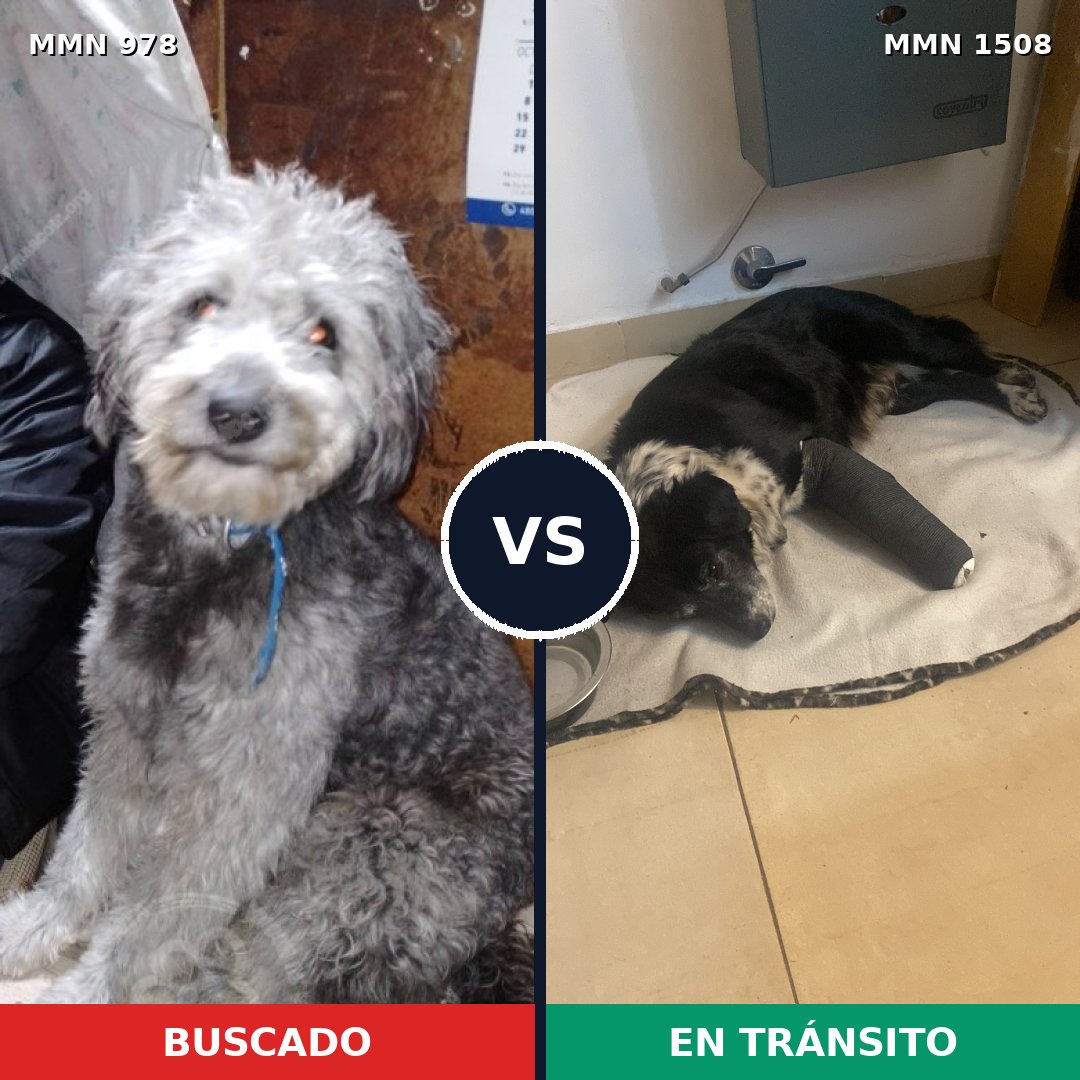 Comparativa MMS 27494: mascota perdida y mascota encontrada, 57% de similitud
