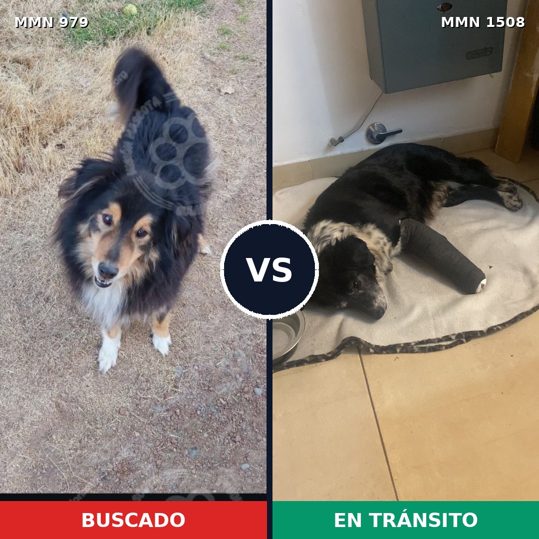 Comparativa MMS 27495: mascota perdida y mascota encontrada, 47% de similitud
