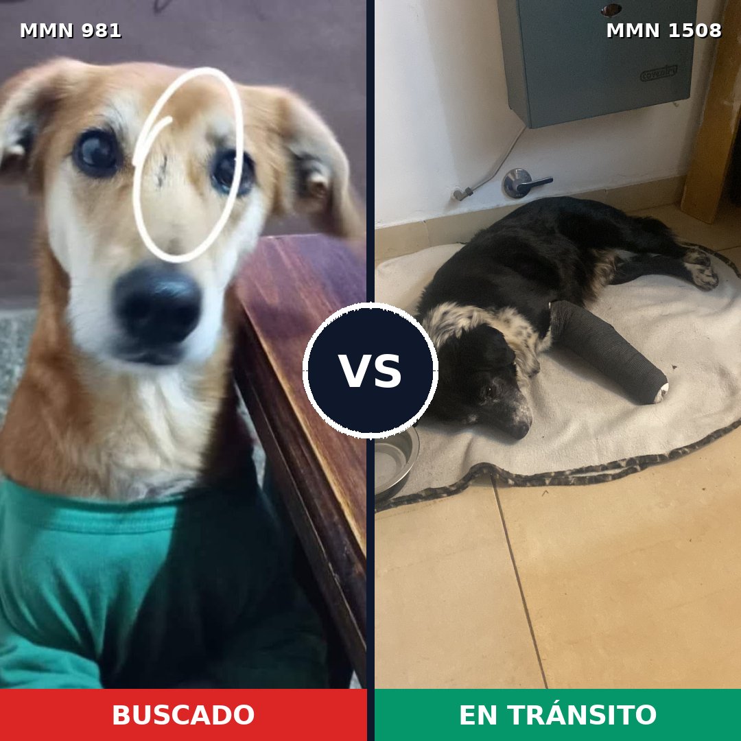 Comparativa MMS 27496: mascota perdida y mascota encontrada, 78% de similitud