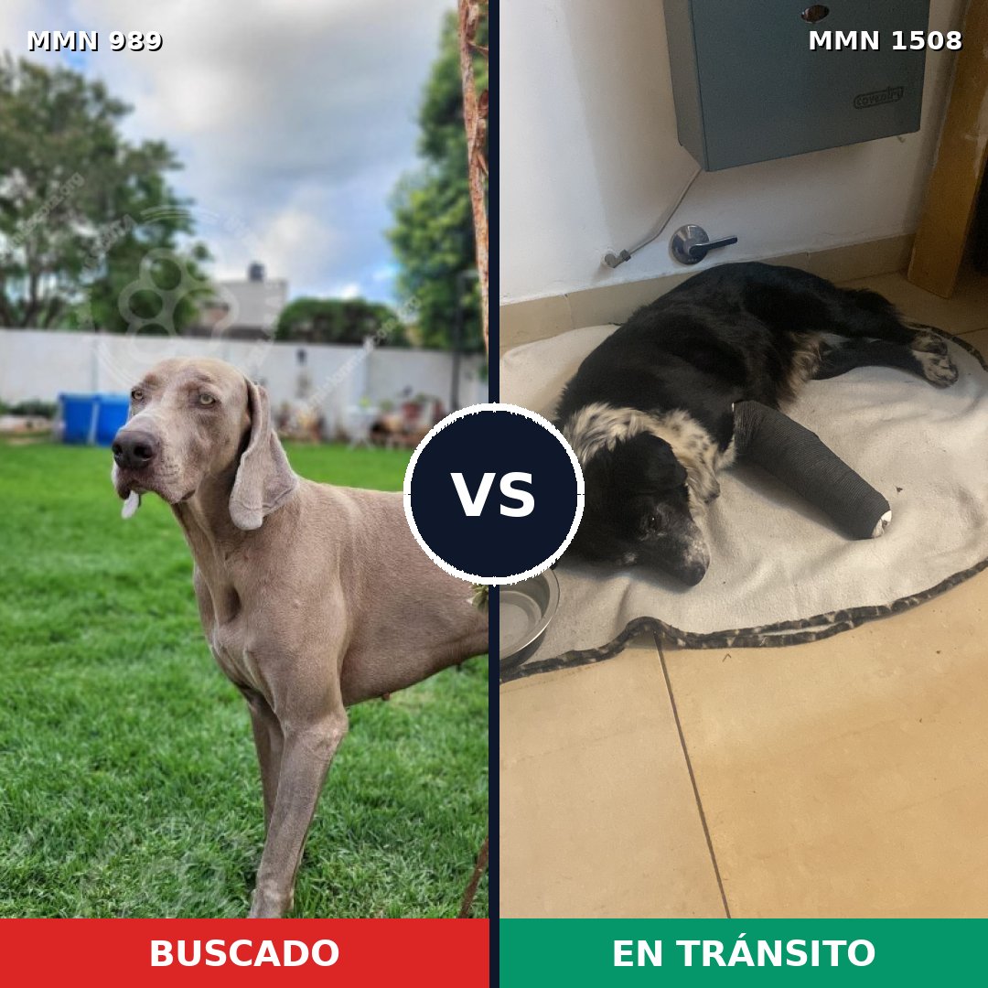 Comparativa MMS 27497: mascota perdida y mascota encontrada, 40% de similitud