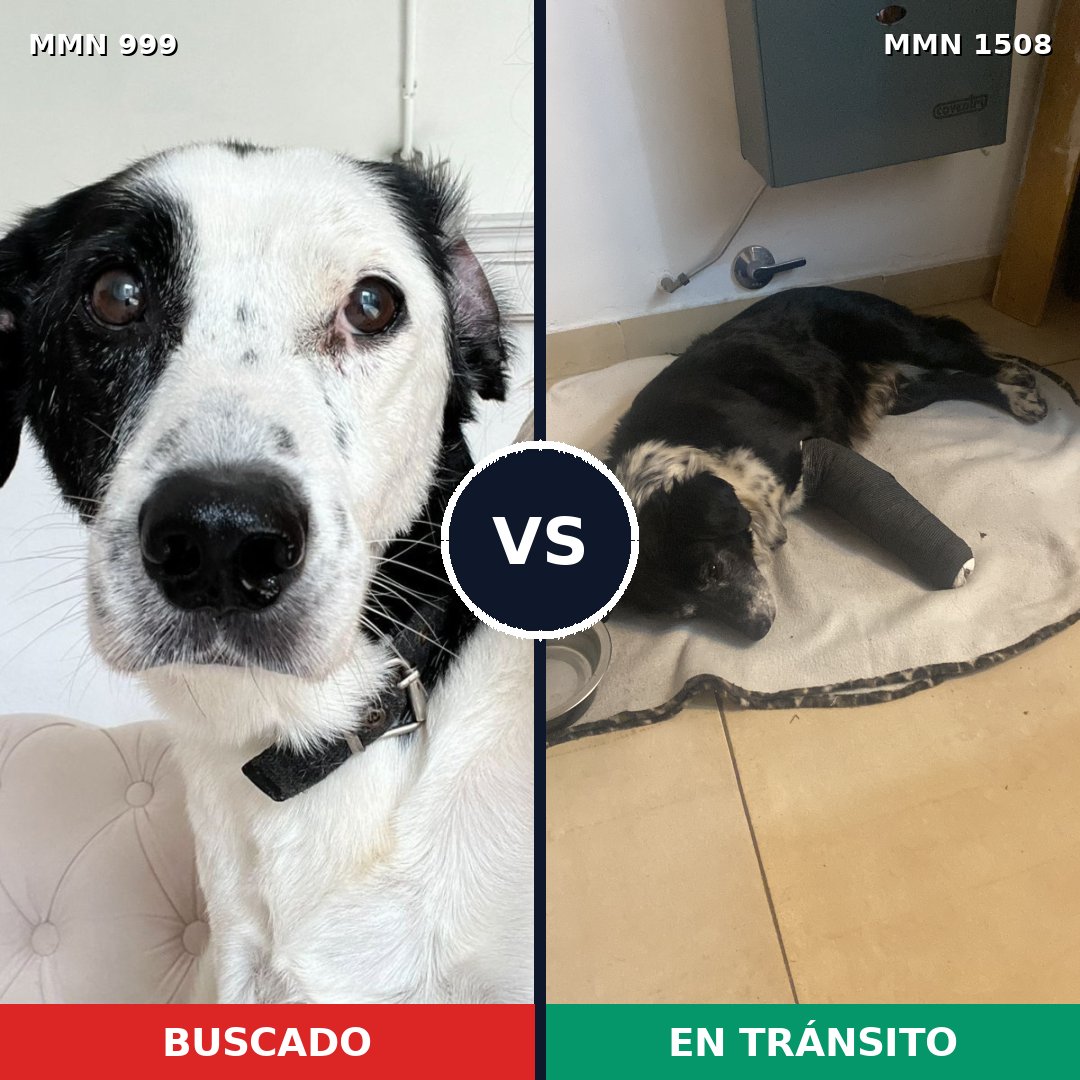 Comparativa MMS 27498: mascota perdida y mascota encontrada, 51% de similitud