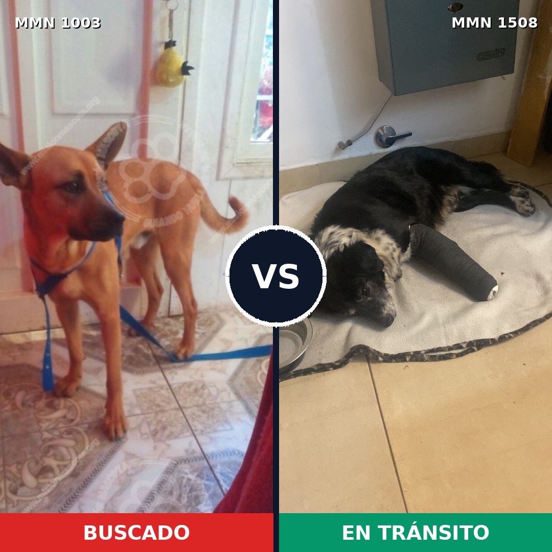 Comparativa MMS 27499: mascota perdida y mascota encontrada, 43% de similitud