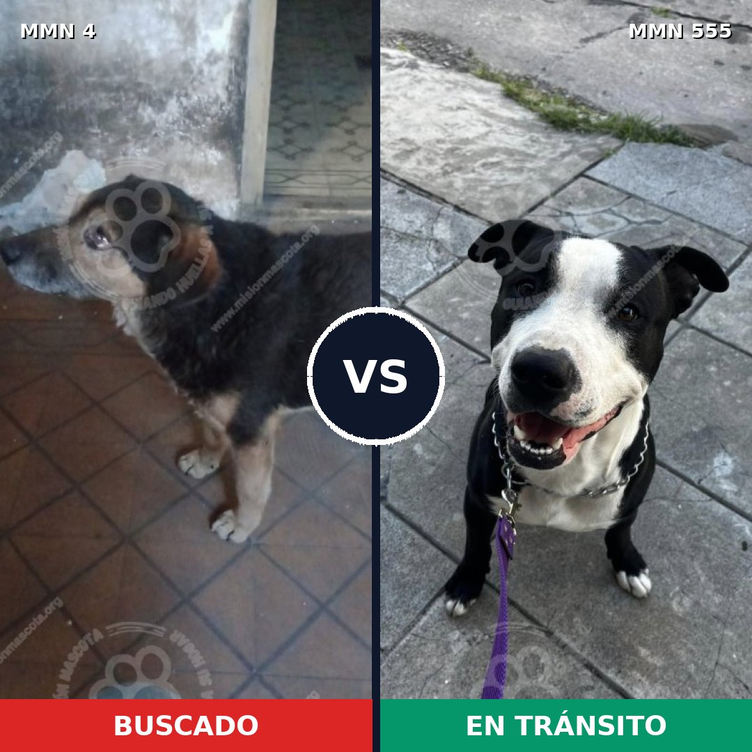 Comparativa MMS 275: mascota perdida y mascota encontrada, 35% de similitud