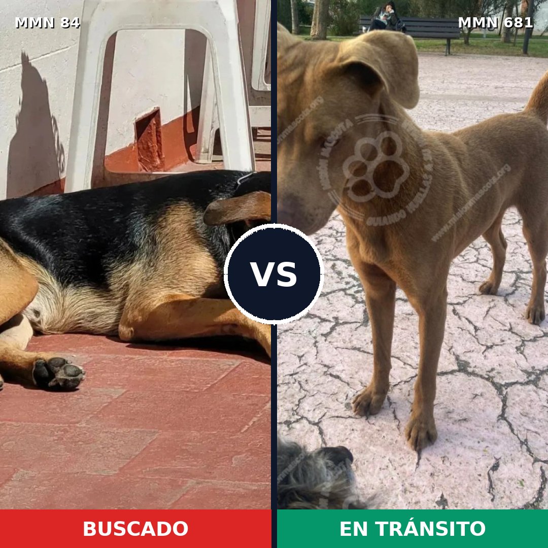 Comparativa MMS 2750: mascota perdida y mascota encontrada, 45% de similitud