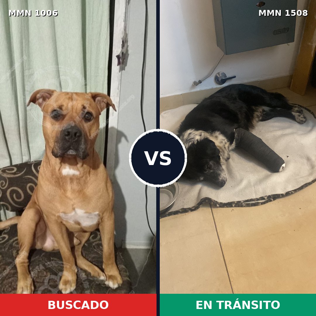 Comparativa MMS 27500: mascota perdida y mascota encontrada, 73% de similitud
