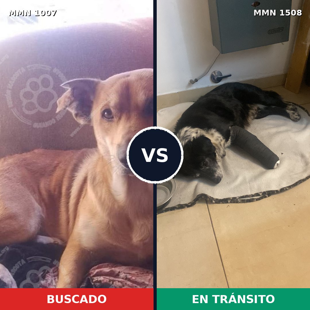 Comparativa MMS 27501: mascota perdida y mascota encontrada, 79% de similitud
