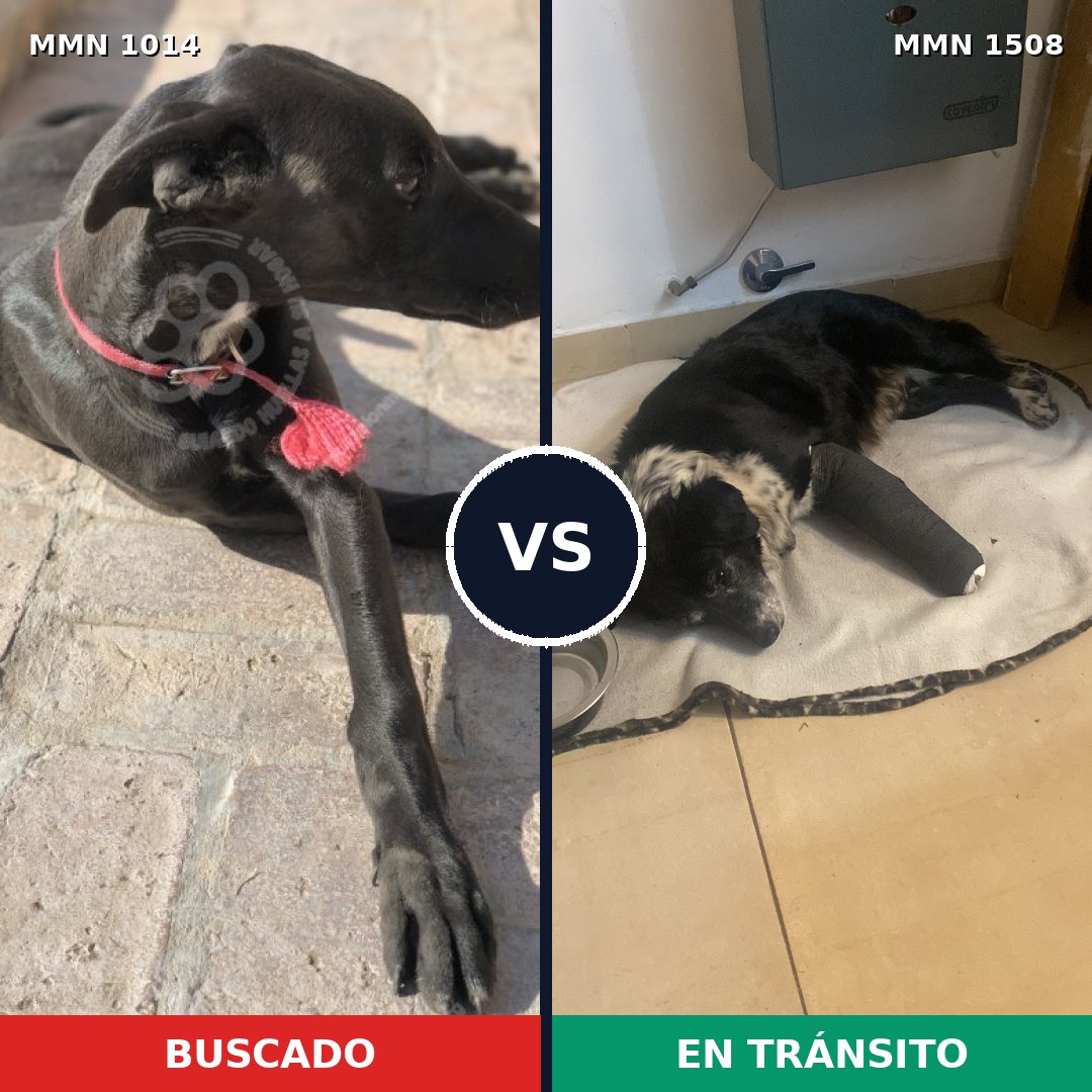 Comparativa MMS 27502: mascota perdida y mascota encontrada, 50% de similitud