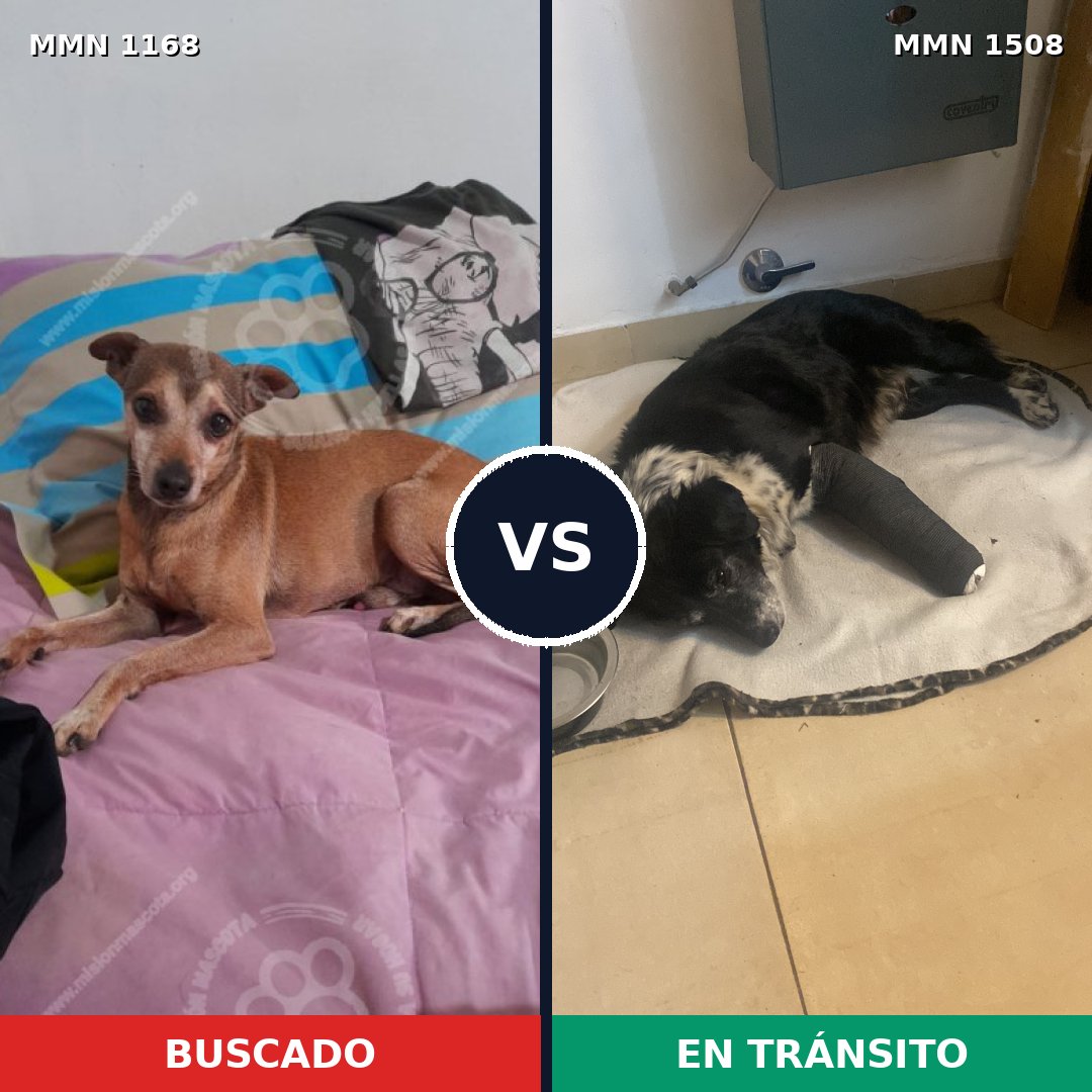 Comparativa MMS 27505: mascota perdida y mascota encontrada, 43% de similitud