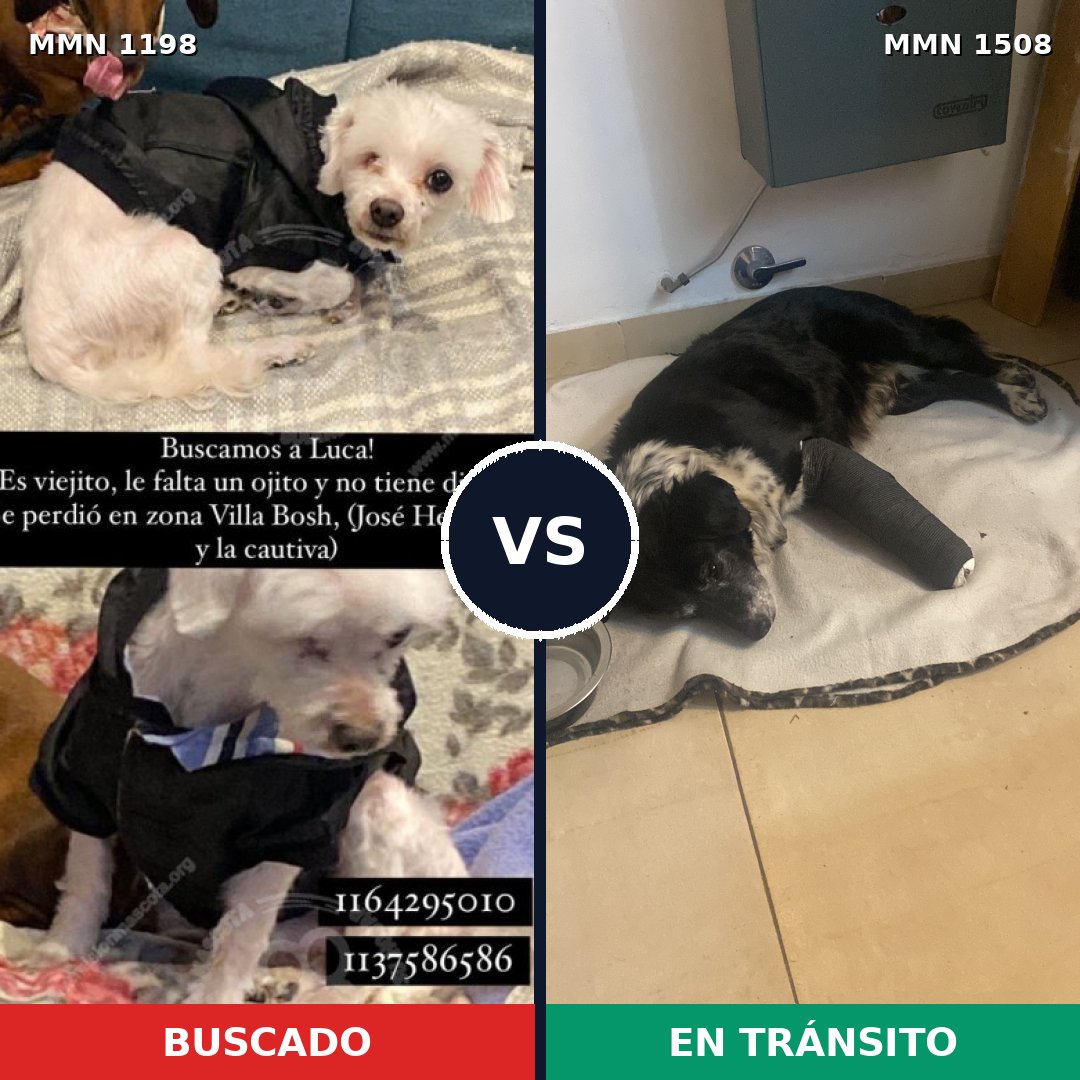 Comparativa MMS 27506: mascota perdida y mascota encontrada, 49% de similitud