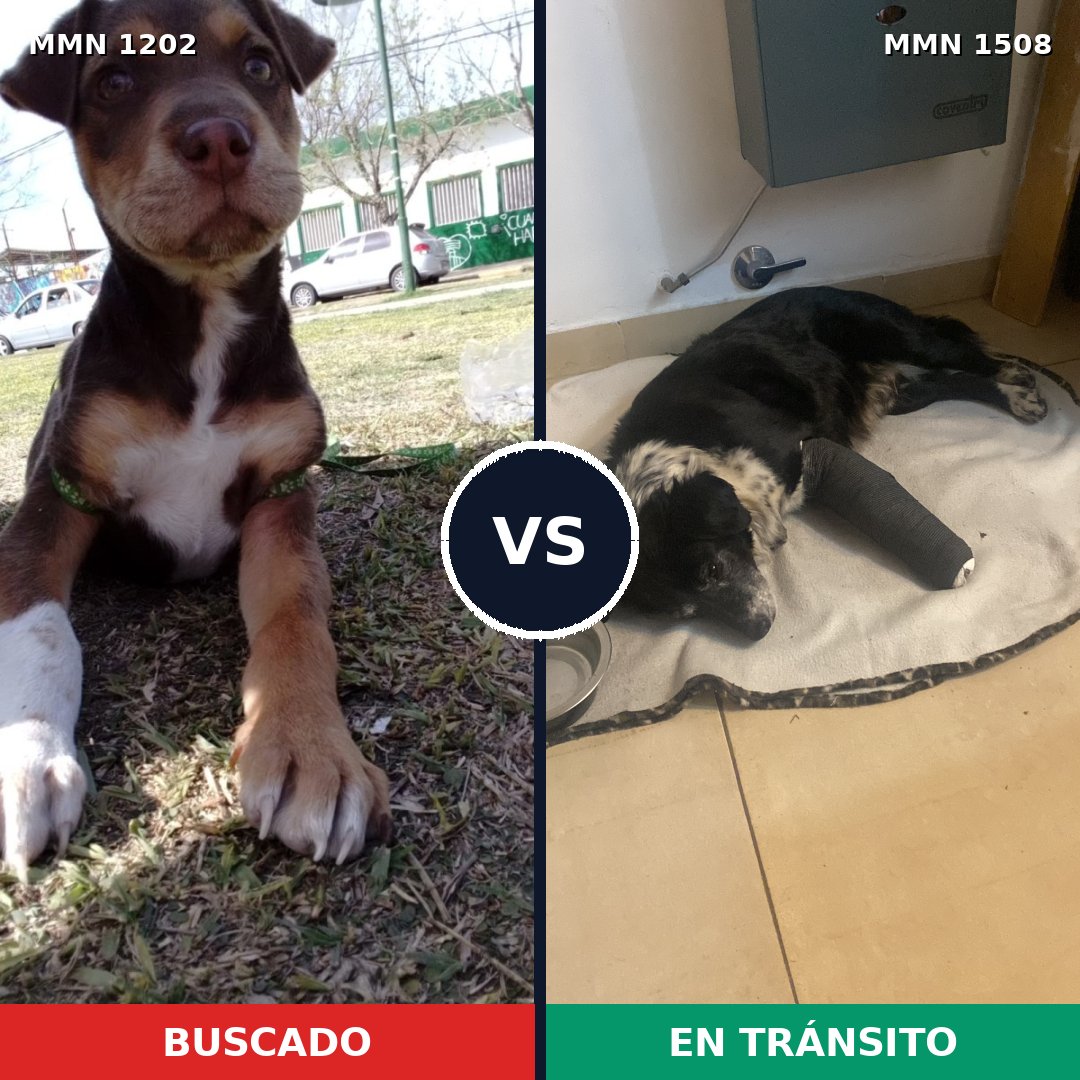 Comparativa MMS 27507: mascota perdida y mascota encontrada, 44% de similitud