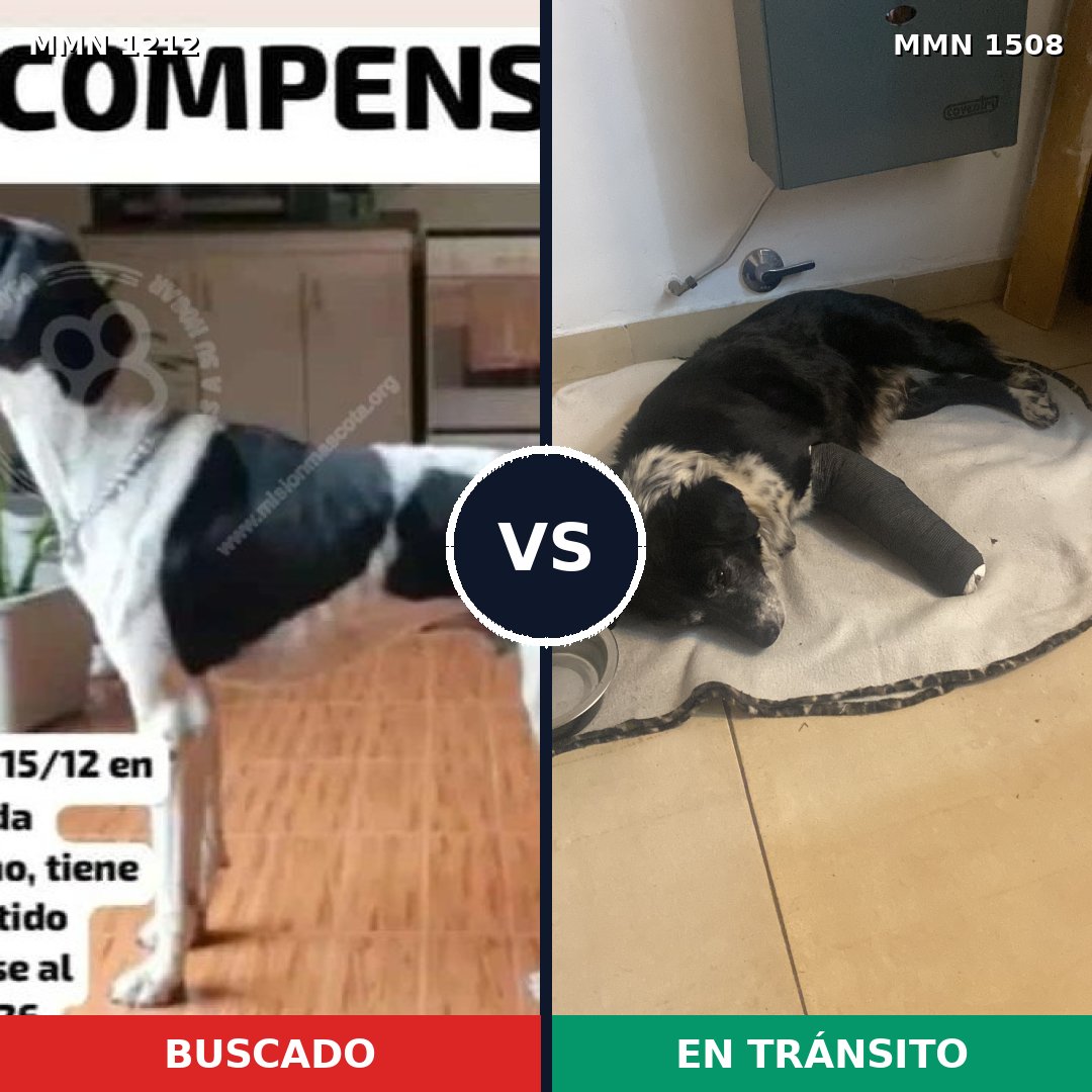 Comparativa MMS 27509: mascota perdida y mascota encontrada, 47% de similitud