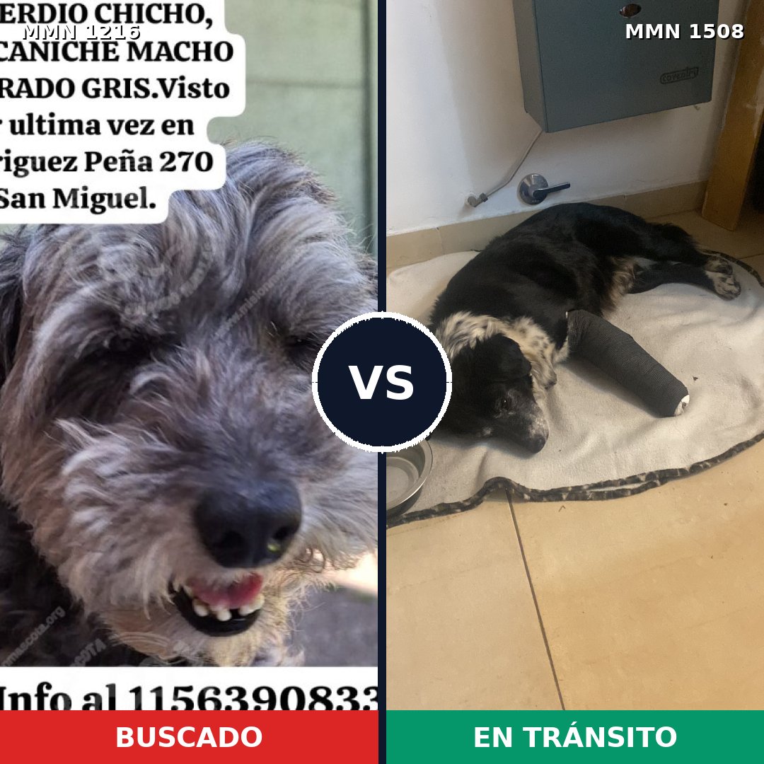 Comparativa MMS 27510: mascota perdida y mascota encontrada, 57% de similitud