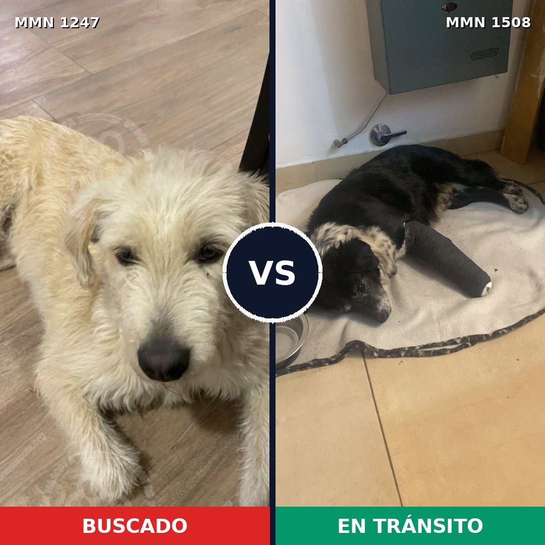 Comparativa MMS 27512: mascota perdida y mascota encontrada, 83% de similitud