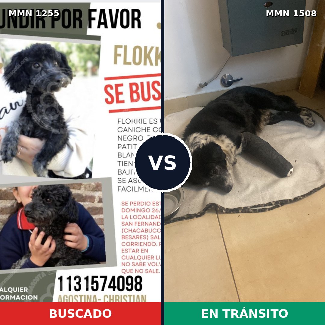 Comparativa MMS 27513: mascota perdida y mascota encontrada, 44% de similitud