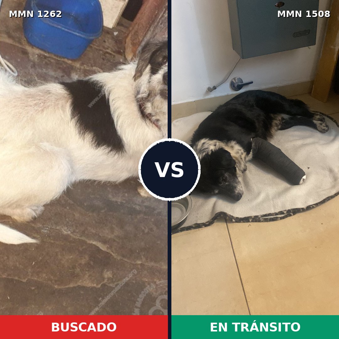 Comparativa MMS 27514: mascota perdida y mascota encontrada, 78% de similitud