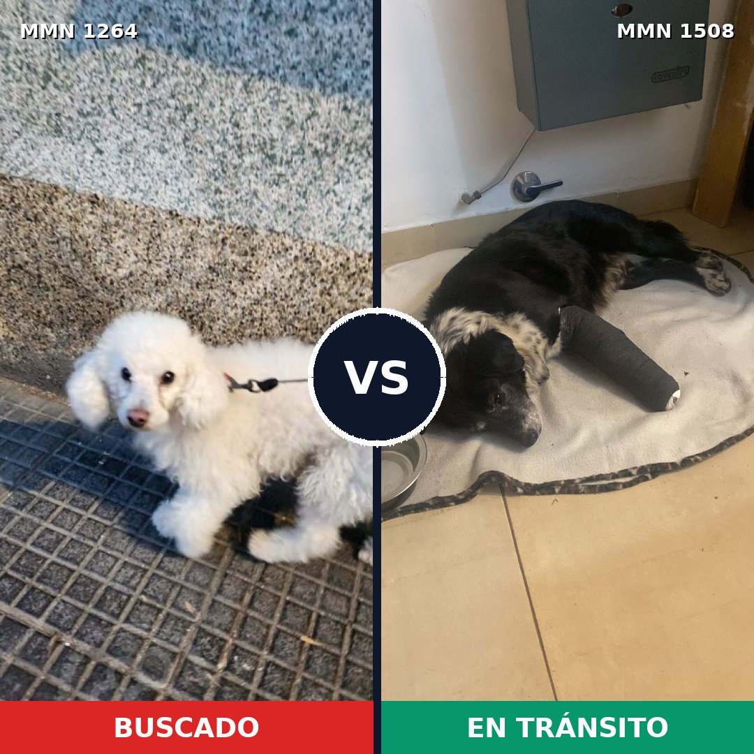 Comparativa MMS 27515: mascota perdida y mascota encontrada, 49% de similitud