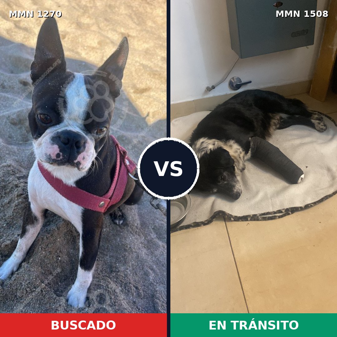 Comparativa MMS 27516: mascota perdida y mascota encontrada, 58% de similitud