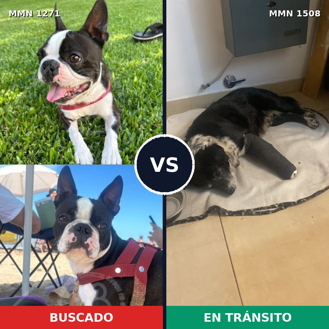 Comparativa MMS 27517: mascota perdida y mascota encontrada, 58% de similitud