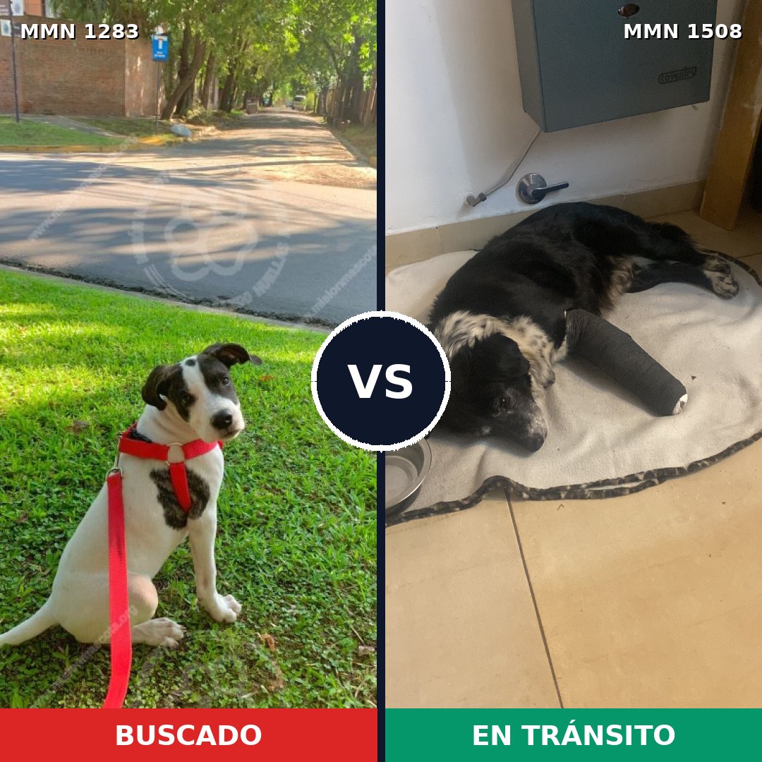 Comparativa MMS 27520: mascota perdida y mascota encontrada, 76% de similitud