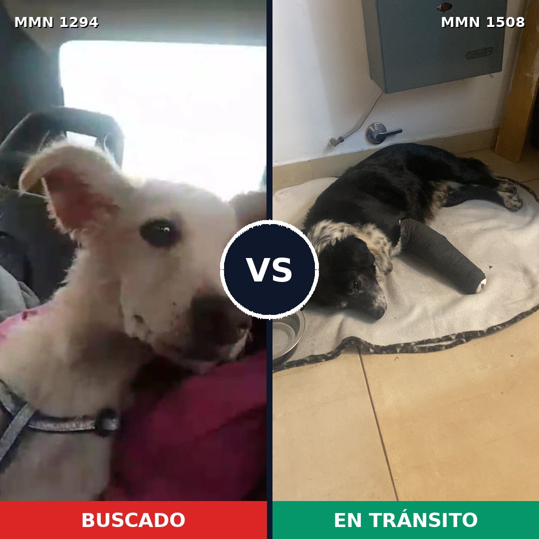 Comparativa MMS 27522: mascota perdida y mascota encontrada, 80% de similitud