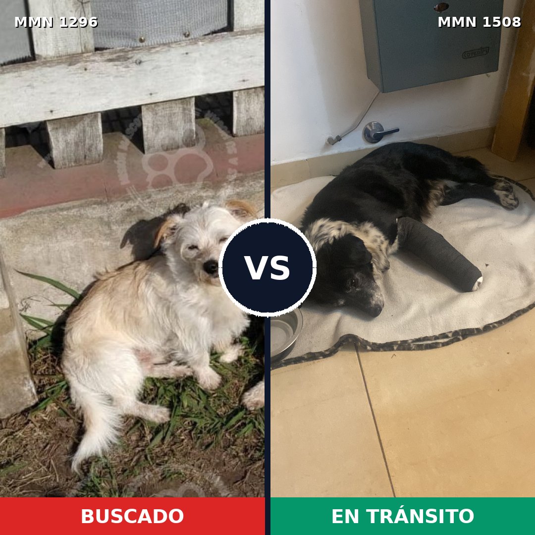 Comparativa MMS 27523: mascota perdida y mascota encontrada, 74% de similitud