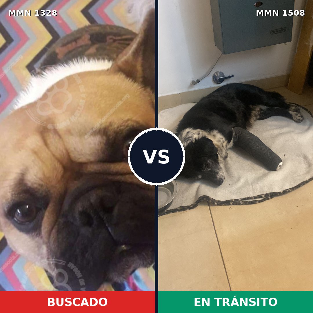 Comparativa MMS 27528: mascota perdida y mascota encontrada, 50% de similitud