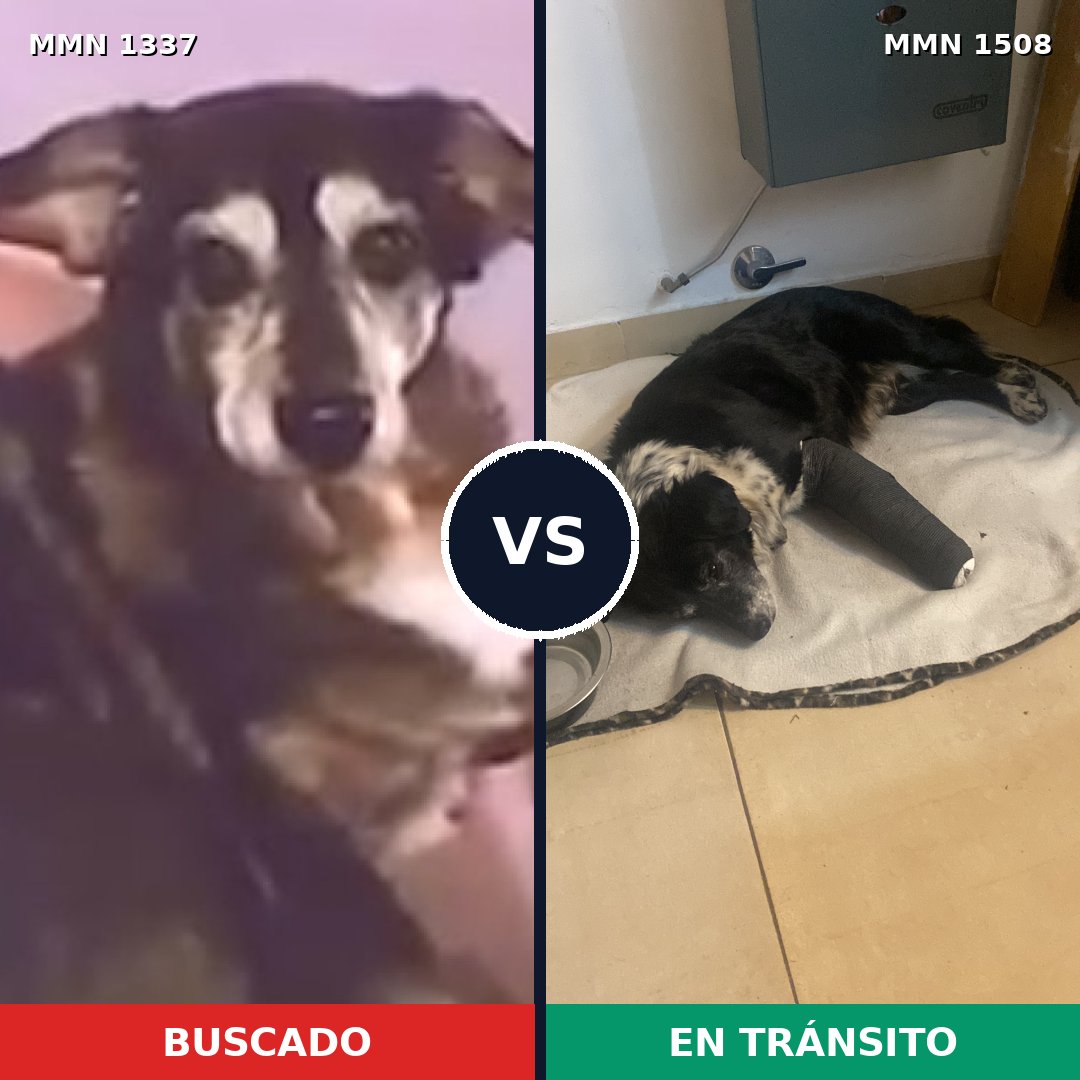 Comparativa MMS 27529: mascota perdida y mascota encontrada, 75% de similitud