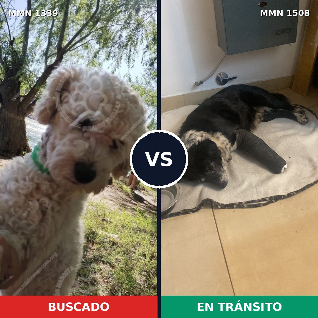 Comparativa MMS 27530: mascota perdida y mascota encontrada, 43% de similitud