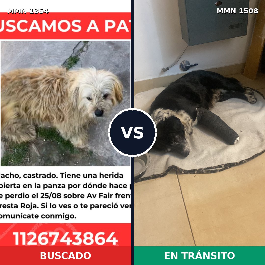 Comparativa MMS 27531: mascota perdida y mascota encontrada, 82% de similitud