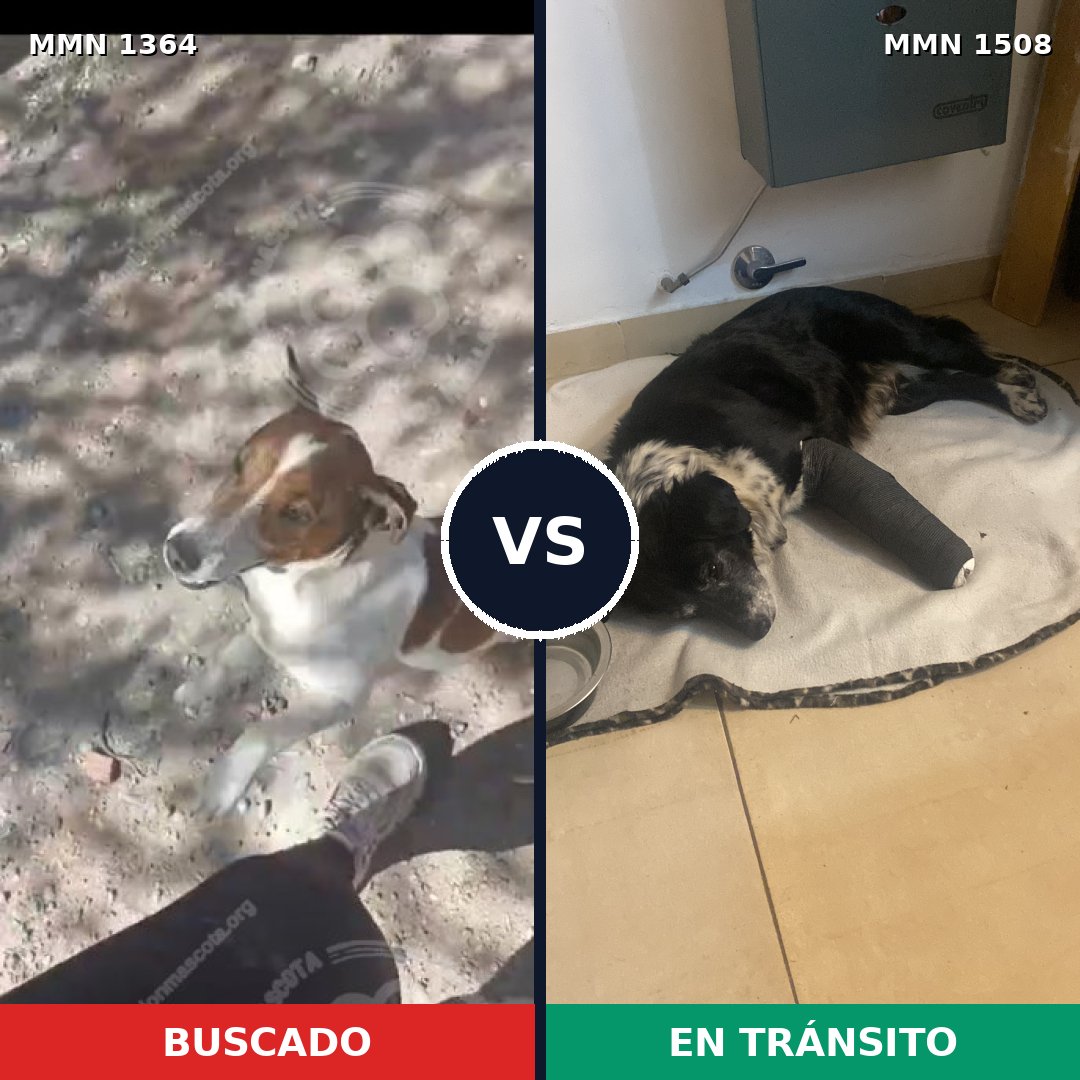 Comparativa MMS 27532: mascota perdida y mascota encontrada, 37% de similitud