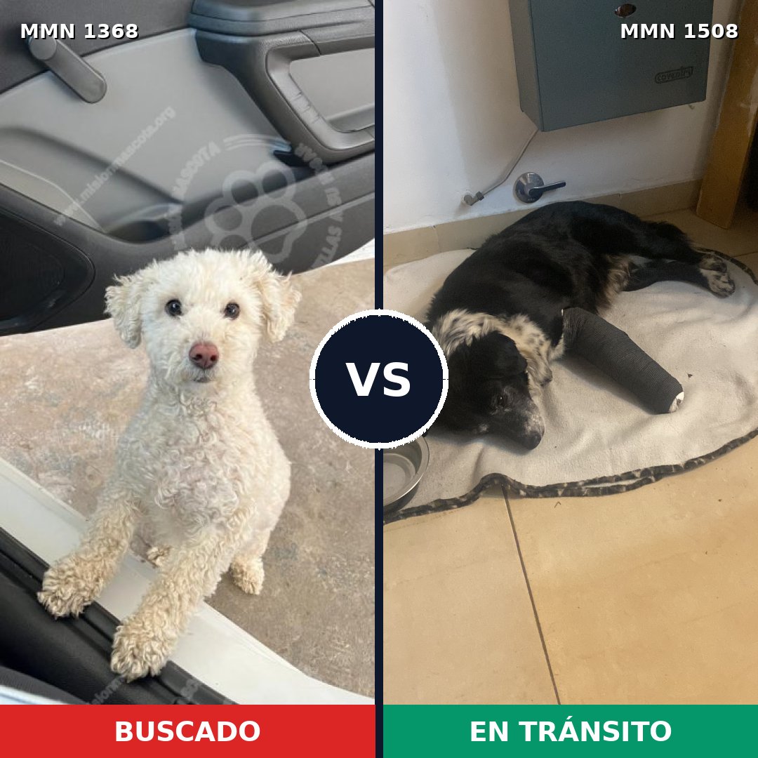 Comparativa MMS 27533: mascota perdida y mascota encontrada, 48% de similitud