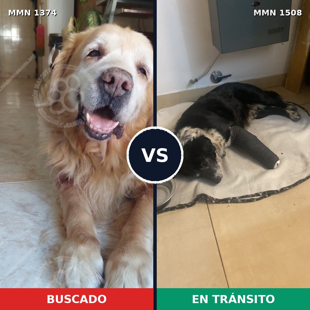 Comparativa MMS 27535: mascota perdida y mascota encontrada, 52% de similitud