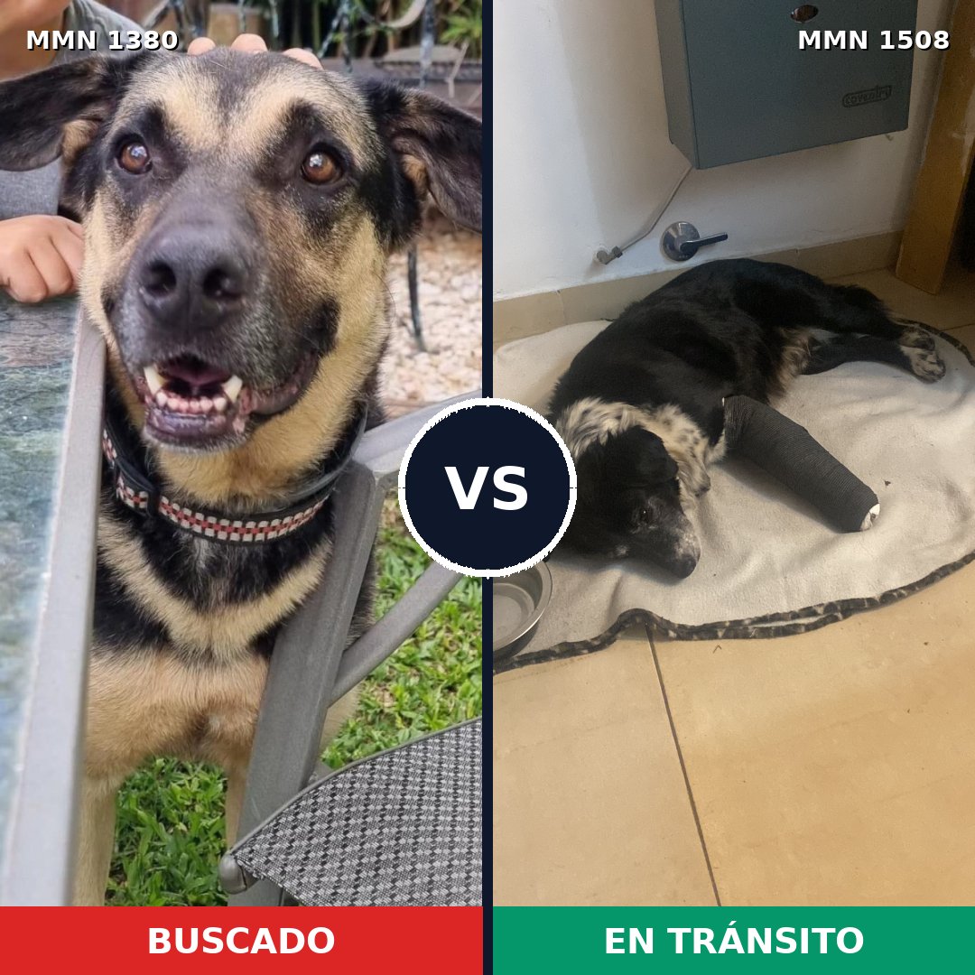 Comparativa MMS 27537: mascota perdida y mascota encontrada, 65% de similitud