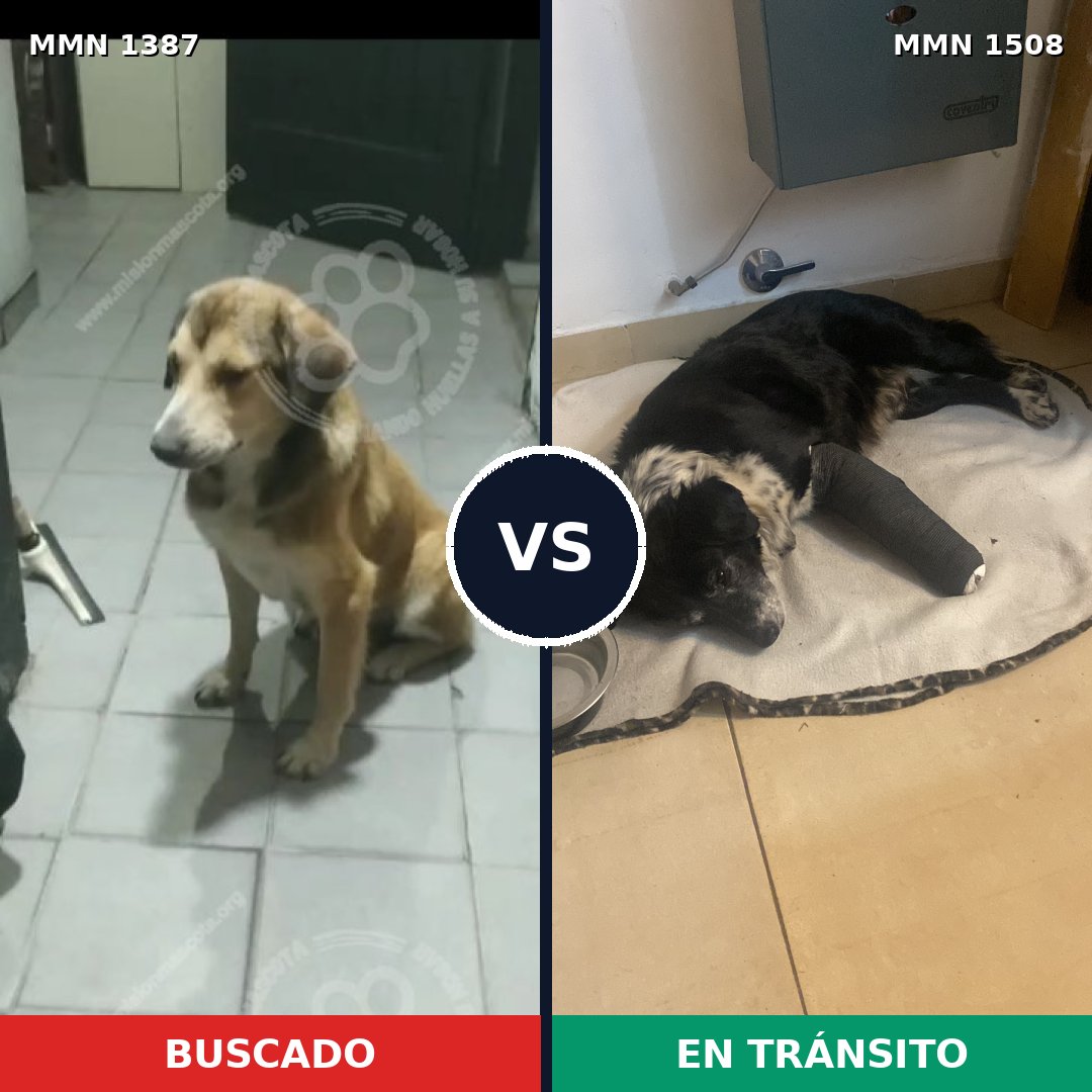 Comparativa MMS 27539: mascota perdida y mascota encontrada, 70% de similitud