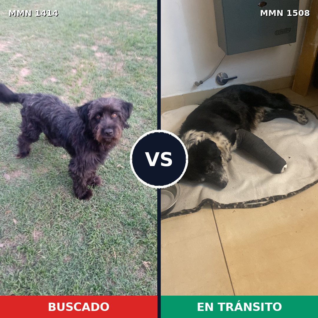 Comparativa MMS 27541: mascota perdida y mascota encontrada, 53% de similitud